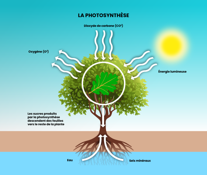 Schéma représentant la photosynthèse