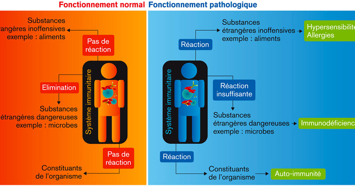 Schéma Du Fonctionnement Normal Et Pathologique Du Système Immunitaire Lumni Enseignement